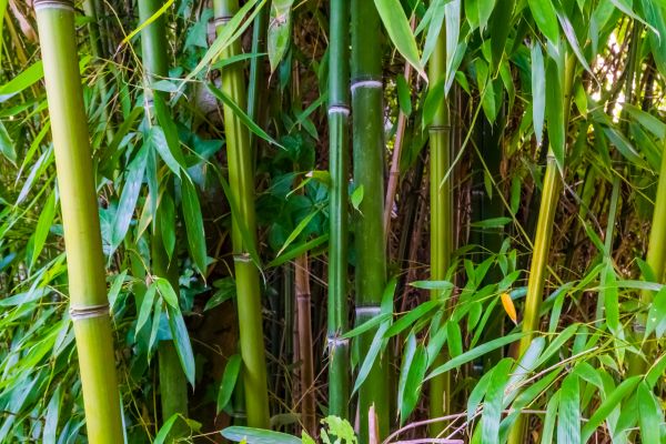 Cost of Bamboo Trimming in Reno