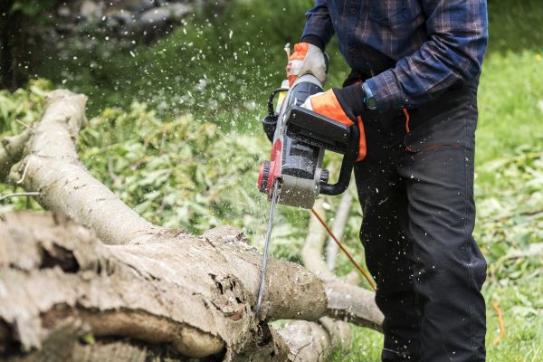 Cost of Branch Removal Service in Reno