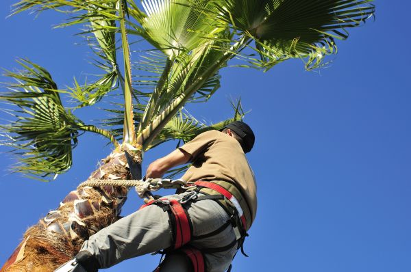 Cost of Palm Tree Trimming in Reno