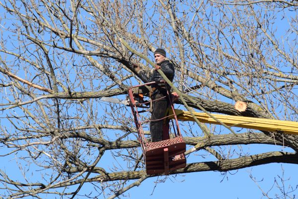 Cost of Emergency Tree Trimming in Reno