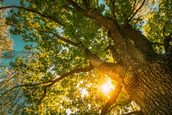 Cost of Oak Tree Pruning in Reno