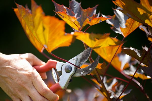 Cost of Maple Tree Pruning in Reno