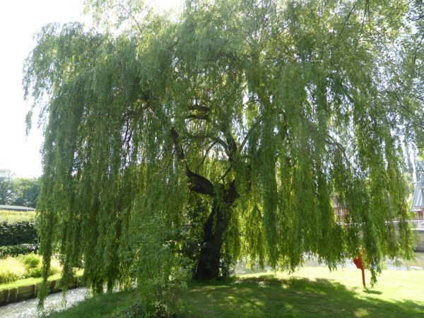 Cost of Willow Tree Trimming in Reno
