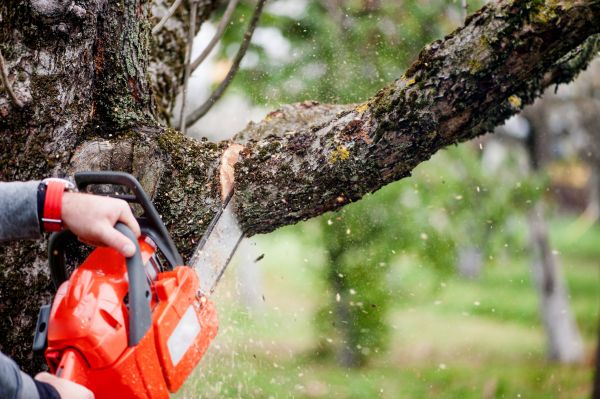 Cost of Tree Limbs Removal in Reno