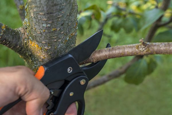 Cost of Tree Limb Cutting in Reno