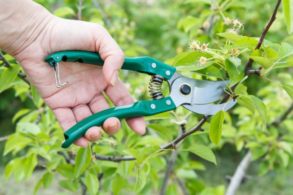 Cost of Pear Tree Pruning in Reno