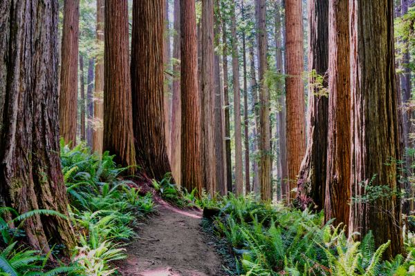 Cost of Redwood Tree Trimming in Reno