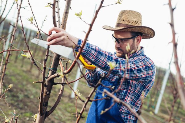 Cost of Orchard Tree Pruning in Reno
