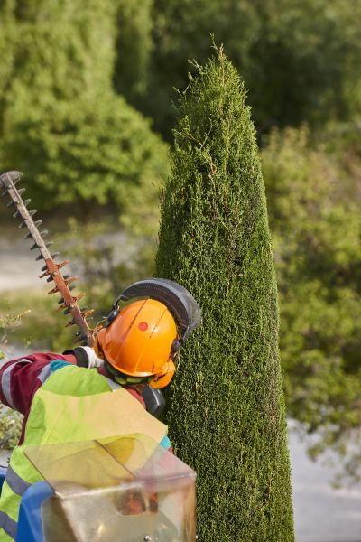 Cost of Cypress Tree Trimming in Reno