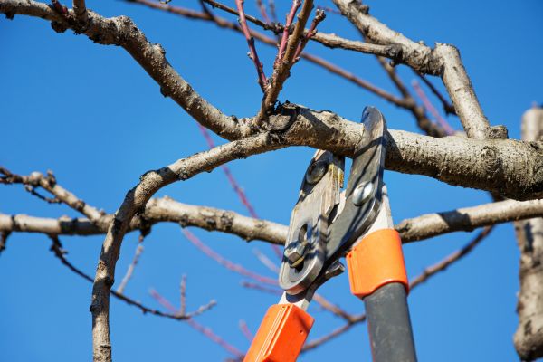 Cost of Peach Tree Trimming in Reno