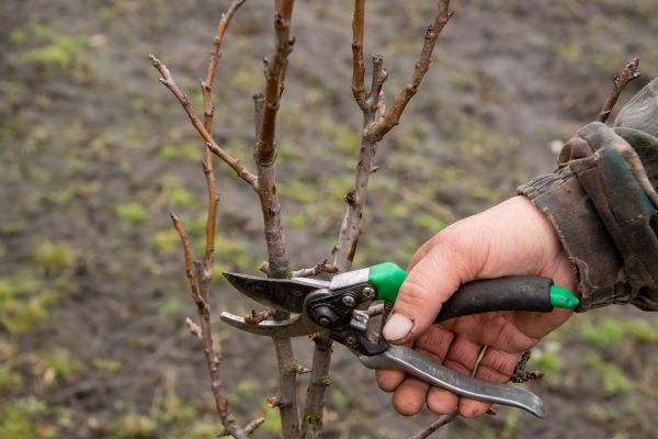 Cost of Pear Trees Pruning in Reno