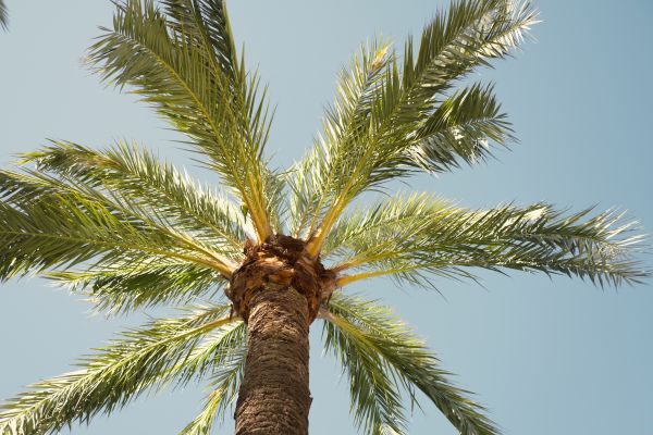 Cost of Queen Palm Pruning in Reno