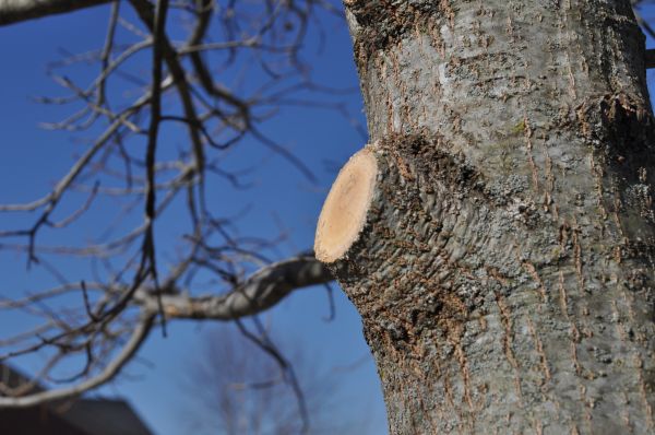 Cost of Limb Pruning in Reno