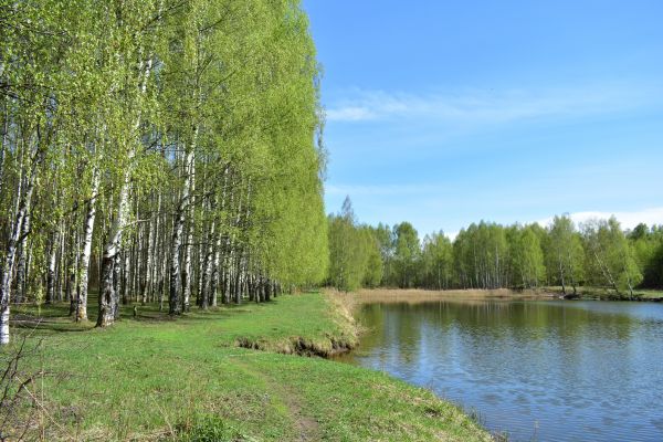 Cost of River Birch Pruning in Reno