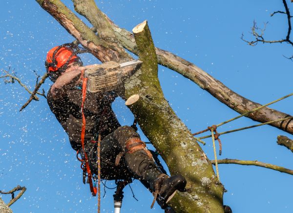 Cost of Tree Trimming Service in Reno