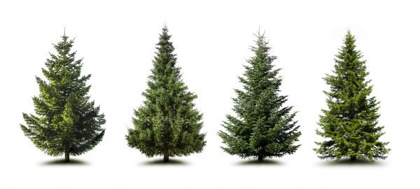 Cost of Pine Tree Trimming in Reno