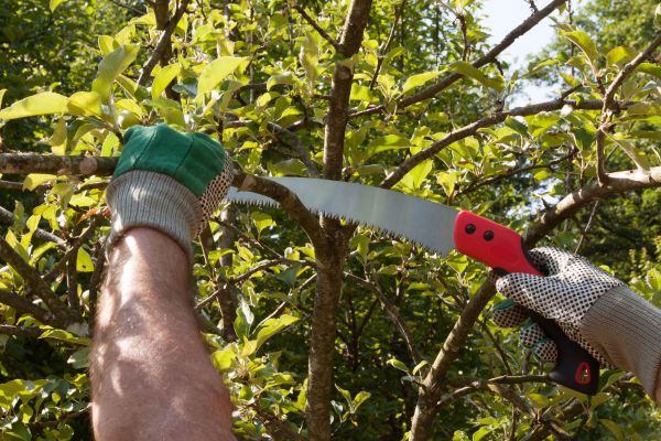 Cost of Apple Tree Trimming in Reno