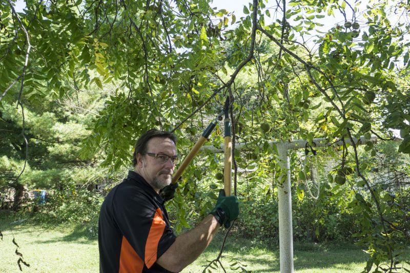 Healthy Tree Maintenance