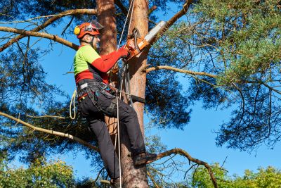 Tree Maintenance Professionals