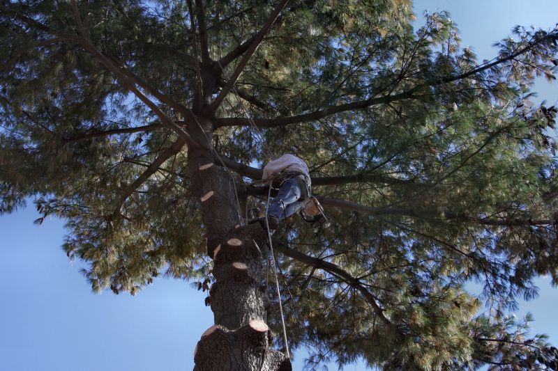 Arborist Consultations
