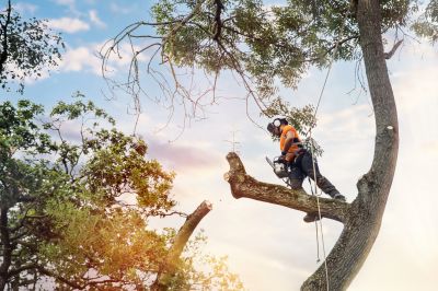 Tree Trimming in Action
